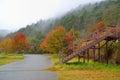 Formosan Sweet GumÃ£â¬ÂFragrant MapleÃ£â¬ÂBeautiful Sweetgum